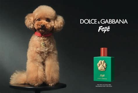 dolce gabbana fefe.